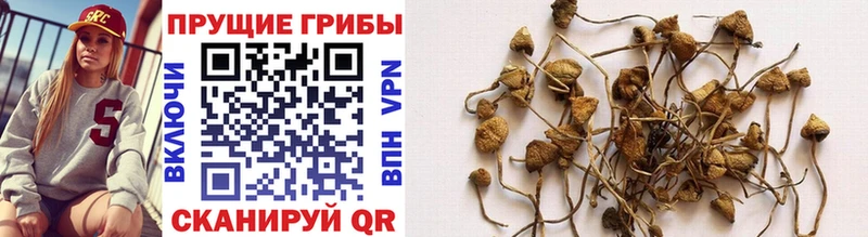 Галлюциногенные грибы Cubensis  blacksprut ТОР  Отрадное 